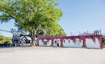 Union-Hall---Bougainvillea--tree.jpg