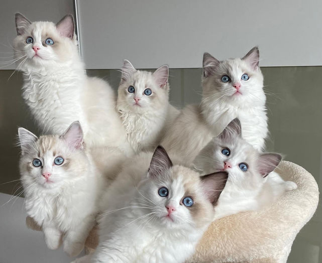 eine aufgeweckte Gruppe kleiner Ragdoll-geschwister