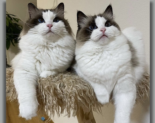 zwei schöne ausgewachsene Ragdolls aus unserer Zucht