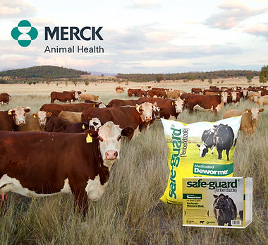 Widdes Feed Posts (49).png