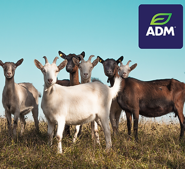 Widdes Feed Posts (69).png