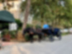 Horse & Carriage outside Pine Crest Inn