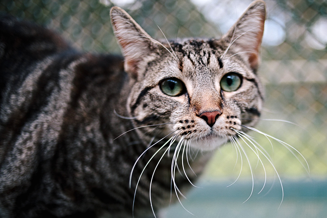 Cat Boarding Brisbane Best Luxury Cat