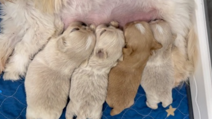 Imperial Shih Tzu Nursery_edited.png