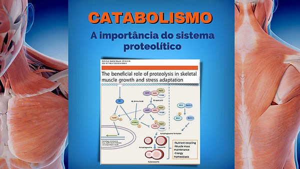 catabolismo relação com hipertrofia muscular