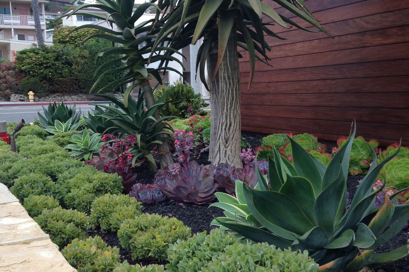 Drought tolerant landscaping beside the building