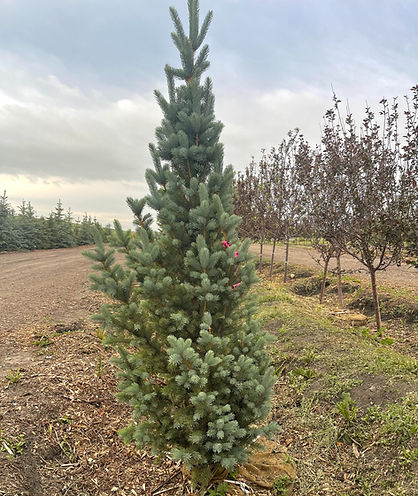 Vollmin Trees - Columnar Spruce