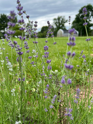 Swallow Hill Farm PA photo