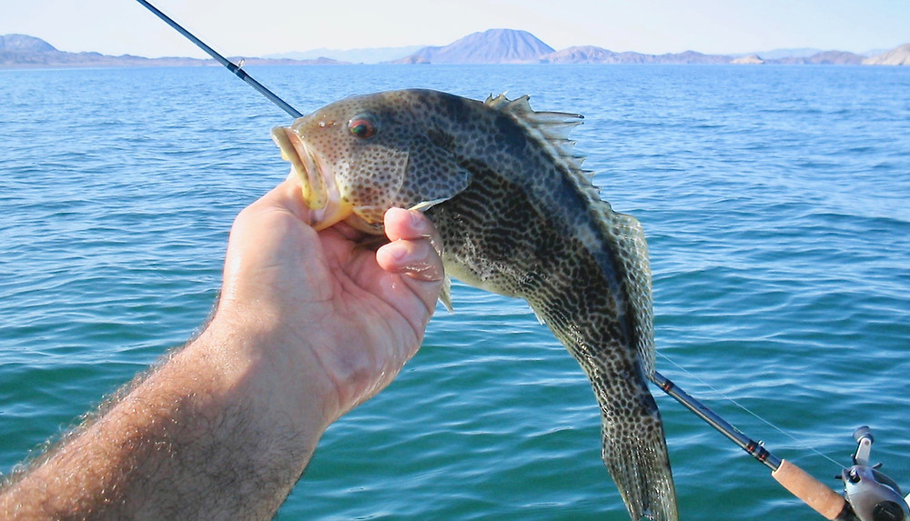 Baja Bass