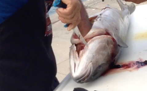 filleting a yellowtail