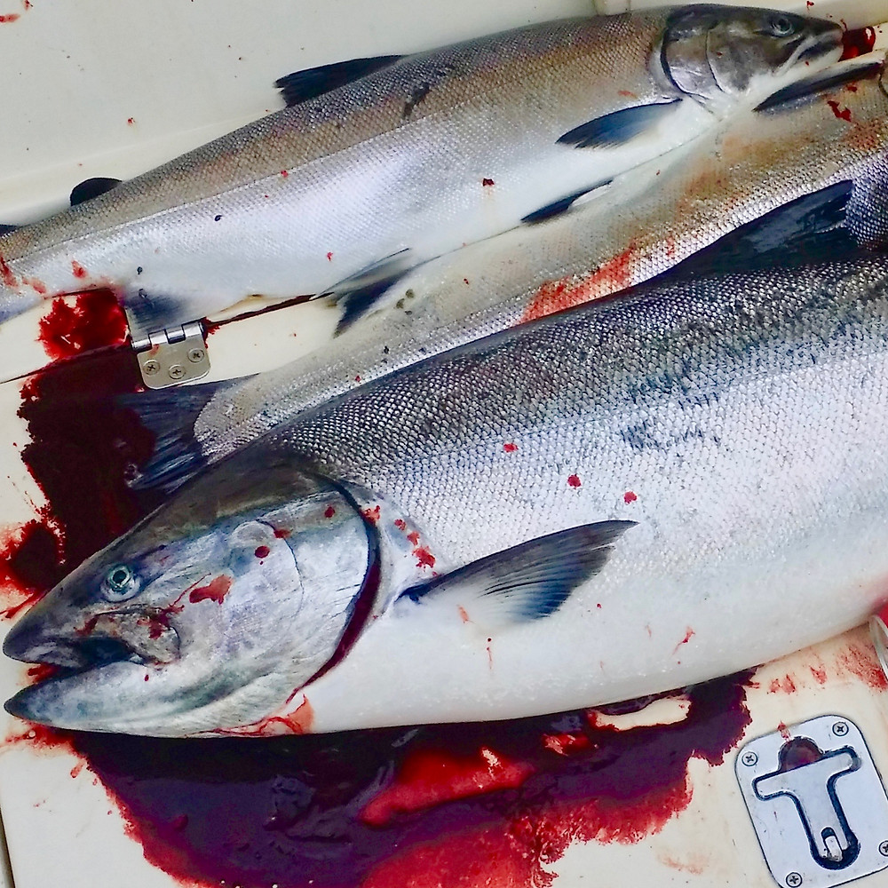 Alaskan King Salmon