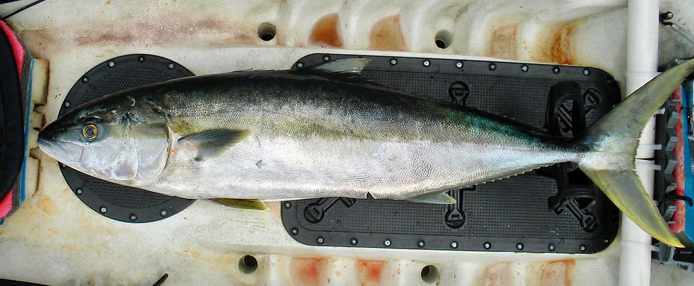 kayak yellowtail fishing