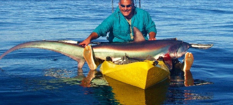 Thresher shark