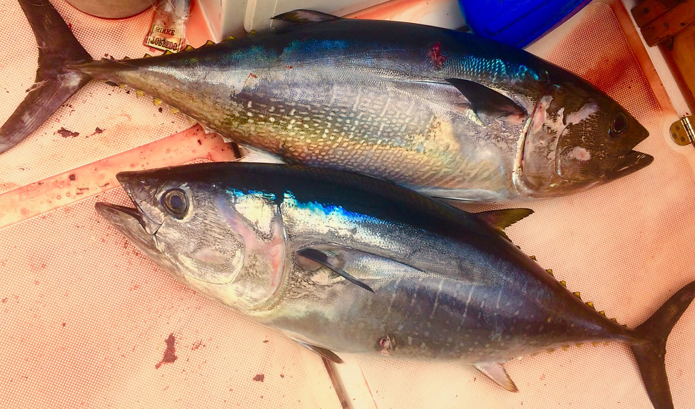 San Diego Bluefin Tuna