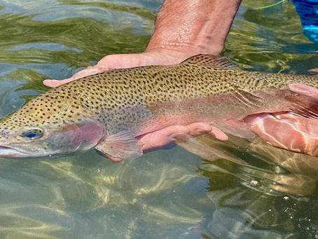 Kern River Fishing Report JULY 17TH, 2025