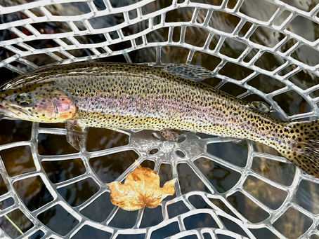 Kern River Fishing Report November 7, 2024