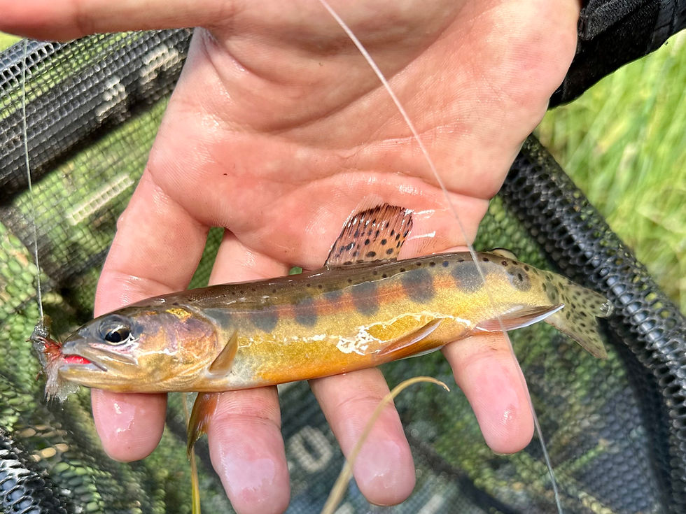 Kern River Fishing Report AUGUST 15TH, 2025