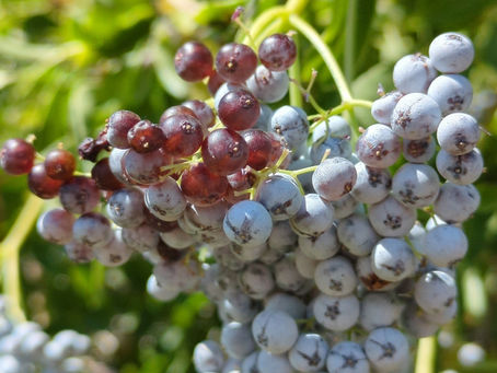 Adoxaceae / Sambucus cerulea / Blue Elderberry / Ba∙duɁ (bah-dooh)
