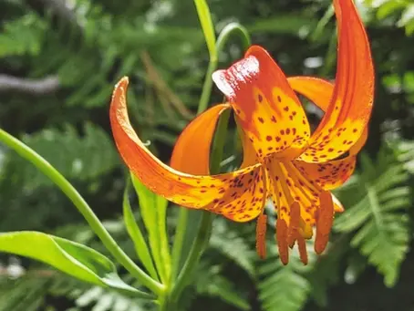 Liliaceae / Lilium spp. / Silaćahu (silah-tza-hoo)