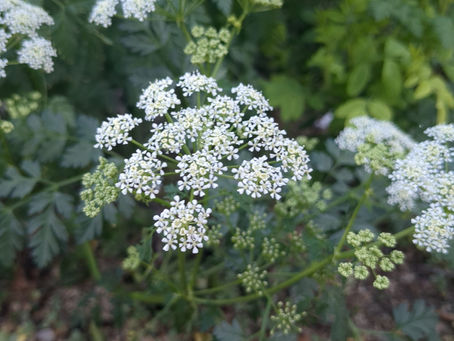 Apiaceae / Conium maculatum + Daucus carota / Poison Hemlock + Queen Anne's Lace