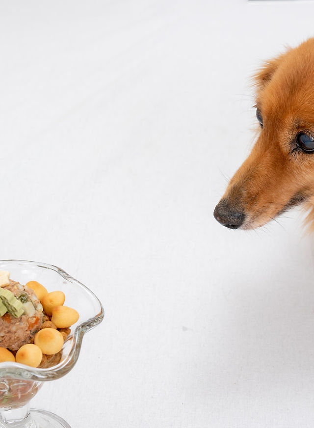 犬のよだれ焼け もふもふペット用クレンジングフェイシャルウォッシュ シャンプー プレミスティー Premisty 犬のよだれ焼け もふもふペット用クレンジングフェイシャルウォッシュ シャンプー プレミスティー Premisty