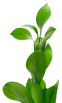leaves.png