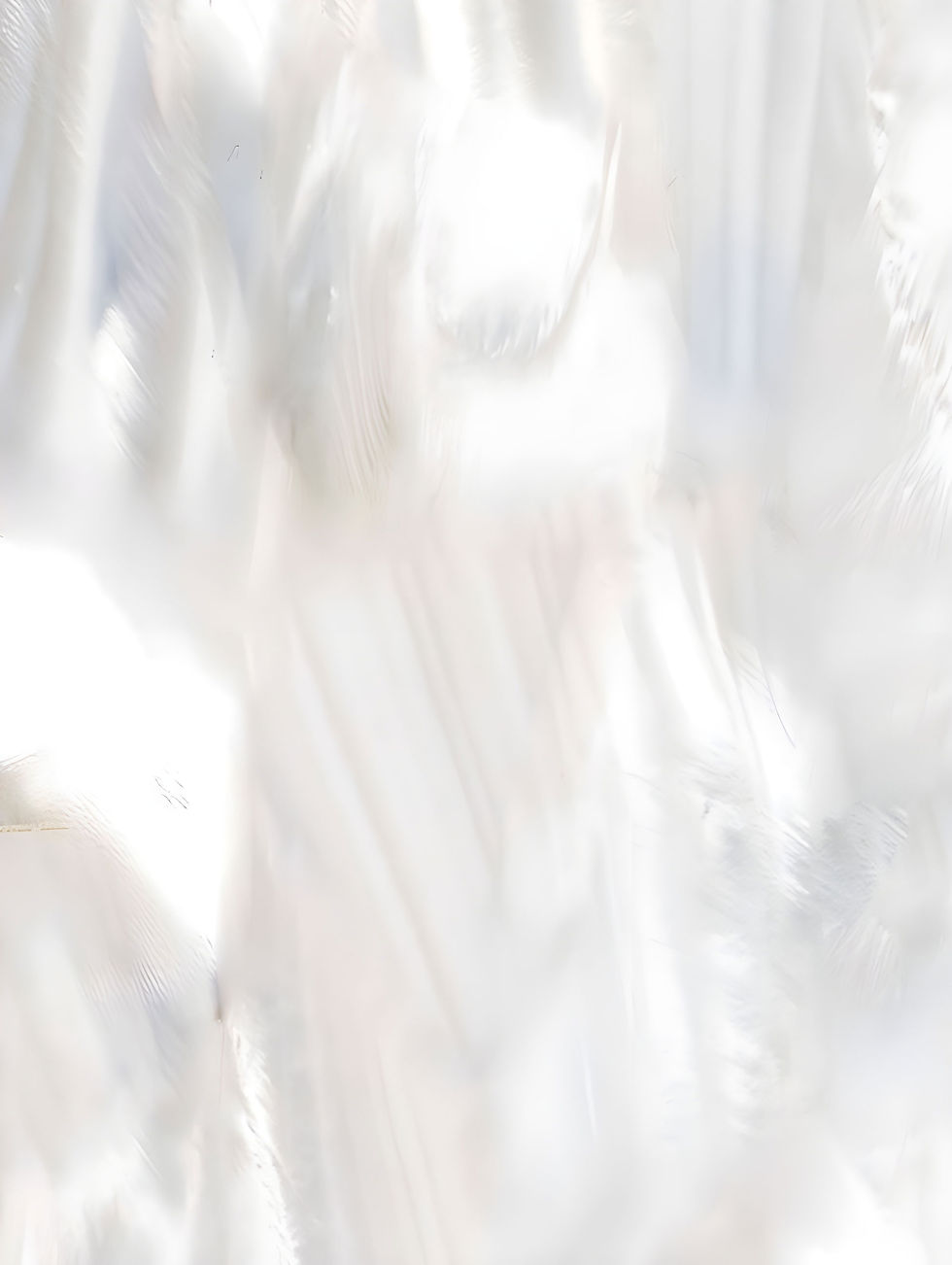 bg-pearl-ful-HD.jpg