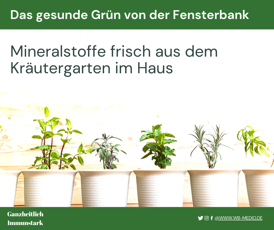 Küchenkräuter für die Fensterbank
