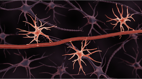 neuroexir cyno astrocytes.png