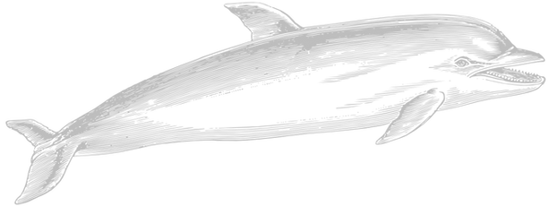 Dolphin-.png