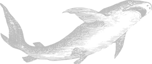 Shark-.png