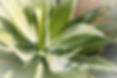 Agave Plant_edited.jpg