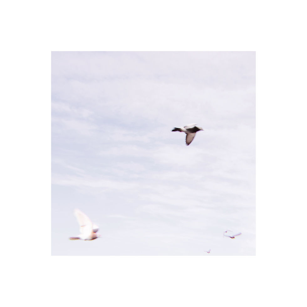 Thumbnail: Birds Set of Six
