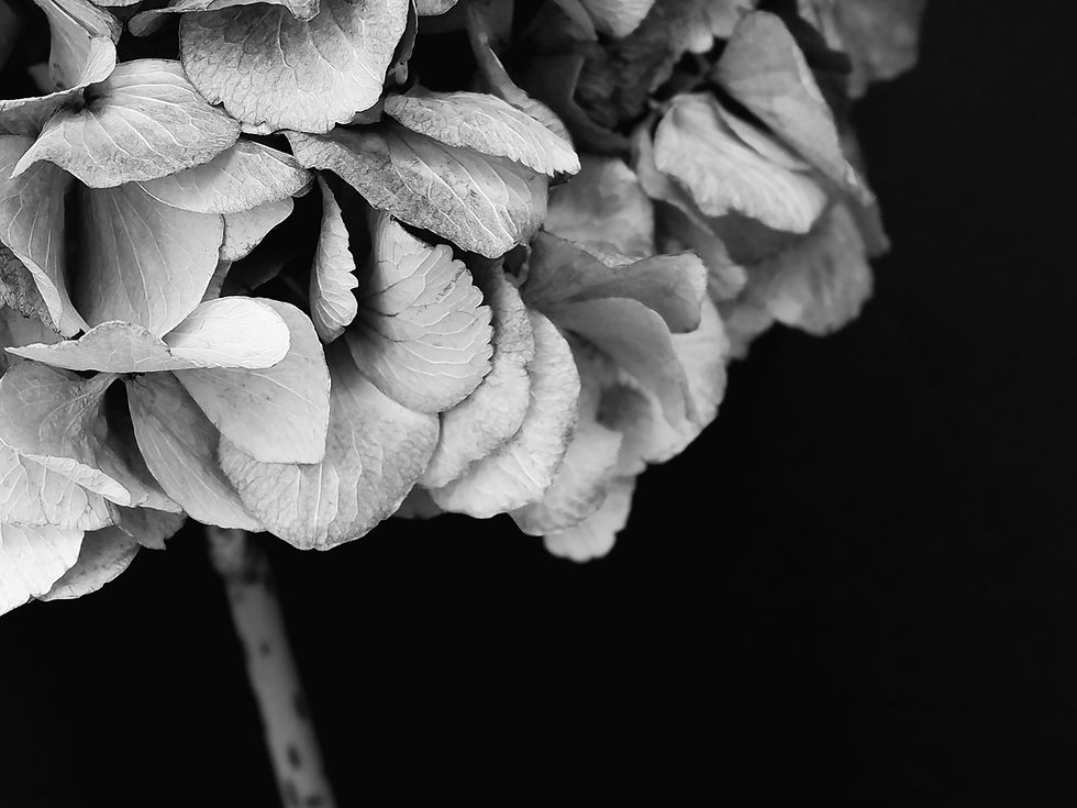 Thumbnail: Hydrangea Flower