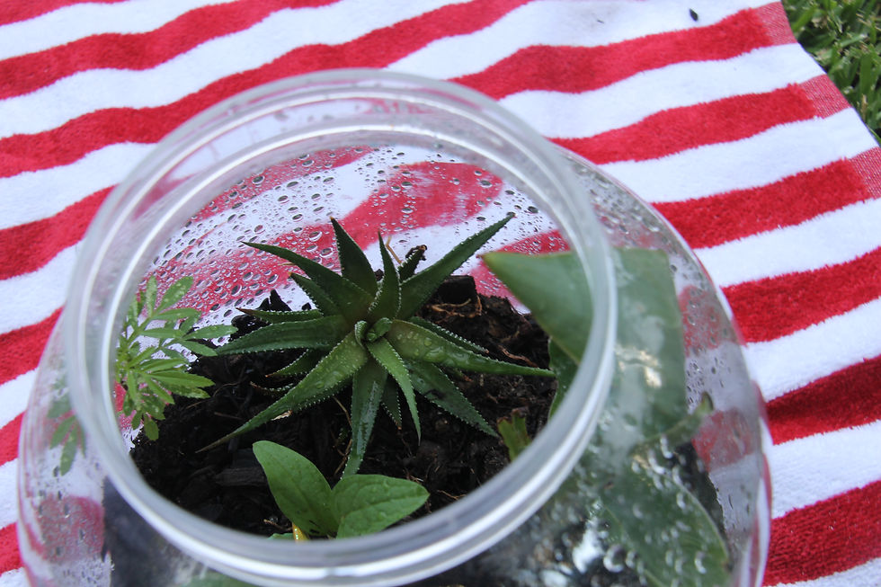 Inside a large jar terrarium.