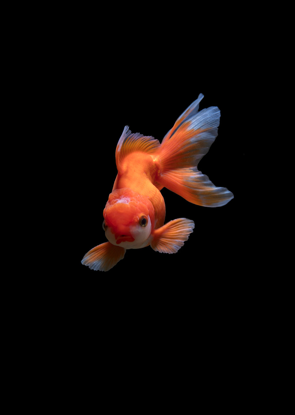 A goldfish in front of a black background.