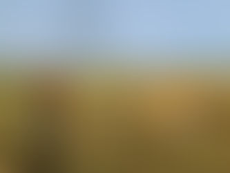 Fall 2020: Post-Construction Monitoring