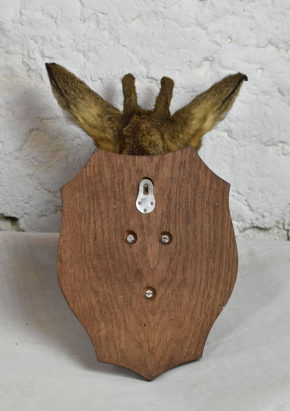 Miniature : Mounted Taxidermy Roe Deer Head (with first year horns)