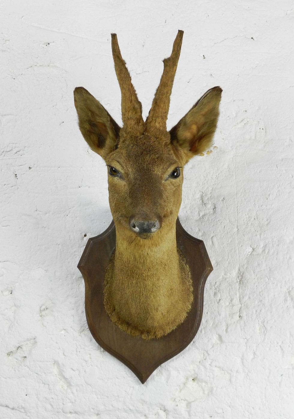 Miniature : Handsome Antique Mounted Taxidermy Roe Buck Deer Head