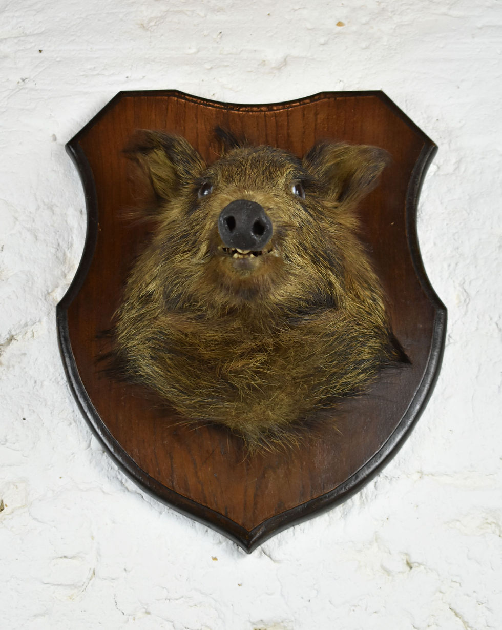 Miniature : Mounted Taxidermy French Wild Boar Head