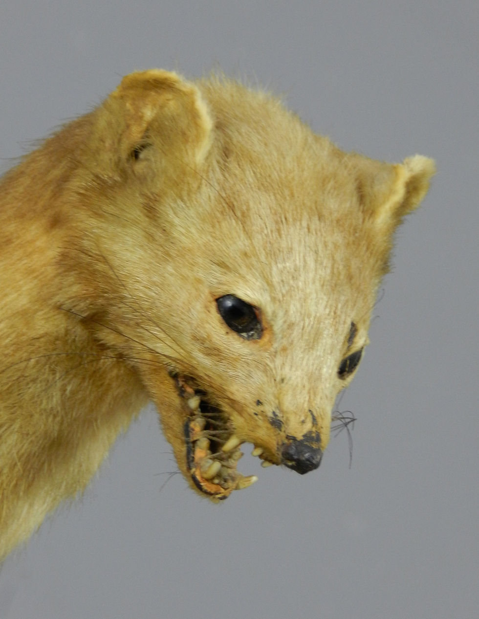 Miniature : Taxidermied Stone Marten