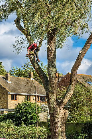 Tree Pic For Site #8 crain shot.jpg