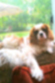 Cuyahoga County Dog Training