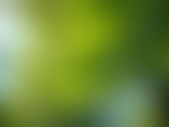 Essential Tree Maintenance Tips for Homeowners