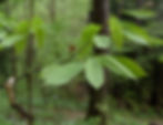 Thumbnail: Case Study: American Chestnut (Teacher & Student Edition)
