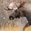 Thumbnail: Case Study: Moose (Teacher & Student Edition)