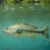 Thumbnail: Case Study: Largemouth Bass (Teacher & Student Edition)