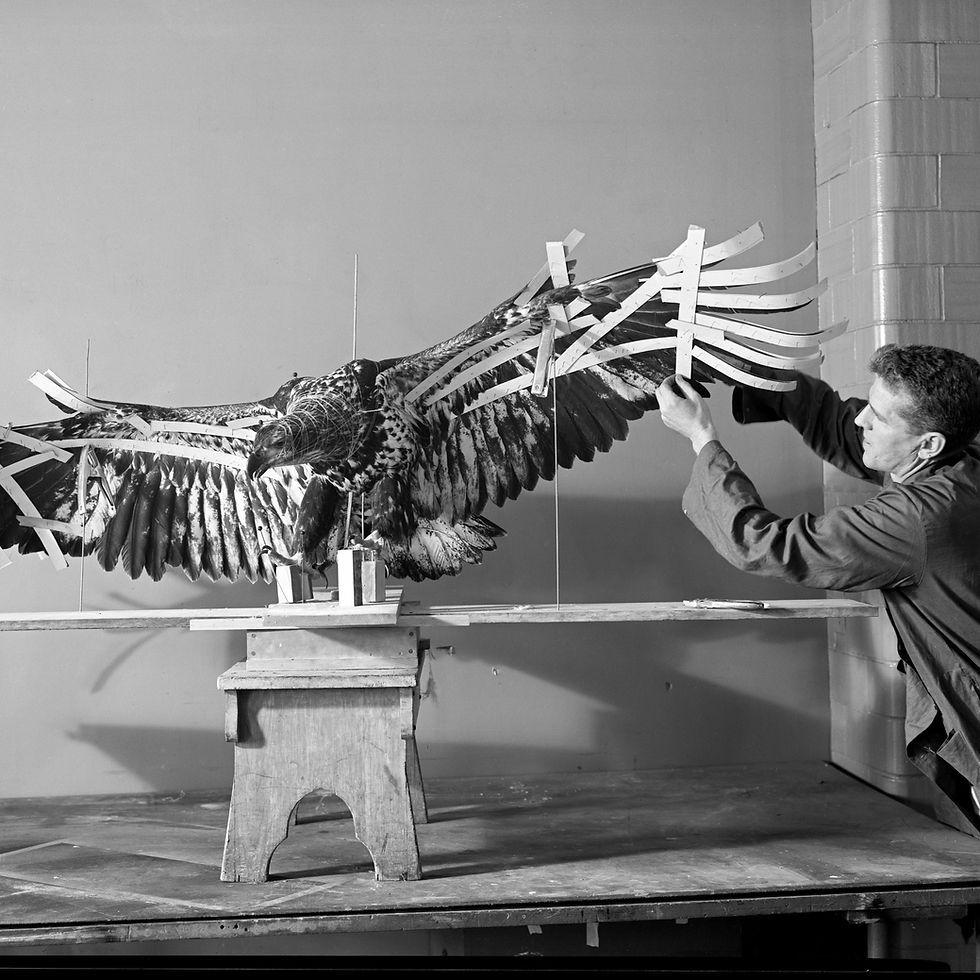 Thumbnail: Case Study: Natural History (Teacher & Student Edition)