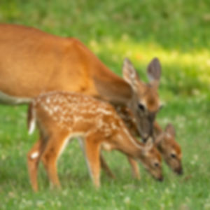 Case Study: New Jersey White-Tailed Deer (Teacher & Student Edition)