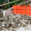 Thumbnail: Case Study: Oysters (Teacher & Student Edition)
